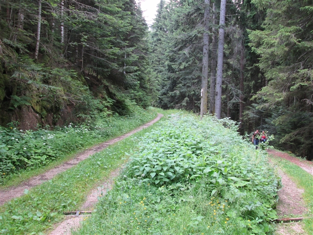 Sentiero nel bosco tra l'ombra degli alberi.